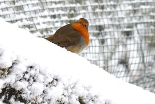 roodborstje in de kou