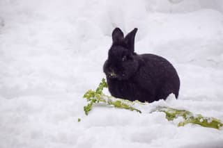 Extra eten voor konijntje in de tuin 