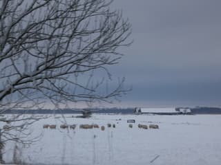 Vanuit het Noorden nieuwe sneeuwbui