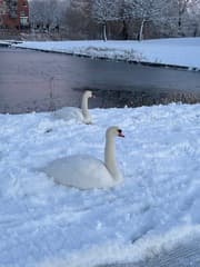2 zwaanen in het sneeuw
