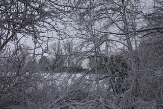 Doorkijkje door sneeuwbomen