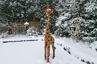 Geen ai maar gewoon onze giraf in de tuin