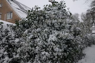 Struik met sneeuw