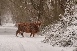 Almere Schotse hooglander 