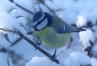 Pimpelmeesje op takje in de sneeuw