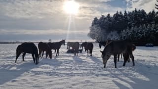 Paarden in de sneeuw 