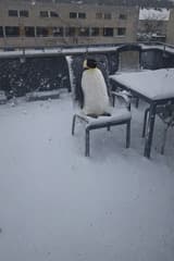 De pinguin in de sneeuw!
