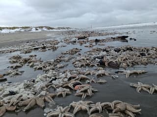 zeesterren aan de kust 
