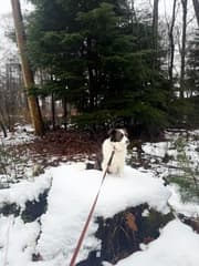 Sneeuw liefhebber
