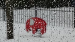 Ziet u soms olifanten op de weg ?