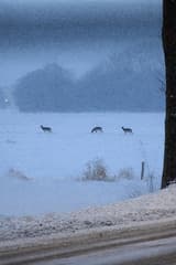 Slecht zicht door sneeuw
