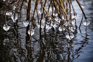 IJsballen aan de takken van de treurwilg 