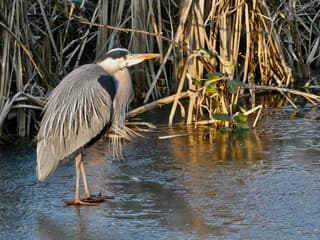 Reiger op glad ijs 
