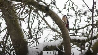 Grote bonte specht in besneeuwde boom