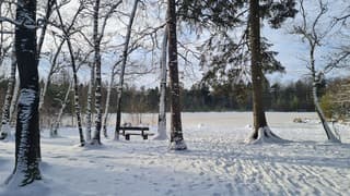 Winter in het Mensinghebos