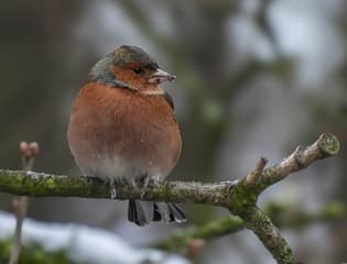 Vink
