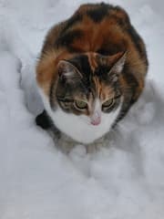 Poes vind de sneeuw leuk 