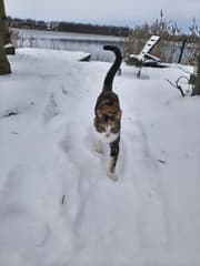 Yinthe in de sneeuw 