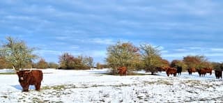 Schotse Hooglanders in bevroren uiterwaarden 