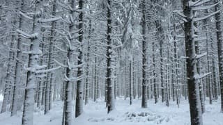 Besneeuwd bos in de Ardennen bij Sourbrodt