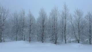 Berijpte bomen boven een prachtig sneeuwlandschap in de Ardennen