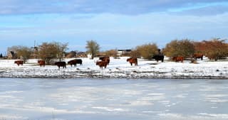 Schotse Hooglanders in de sneeuw