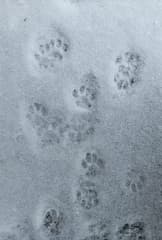 kattenpootjes in verse sneeuw