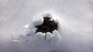 Verse molshoop in de sneeuw