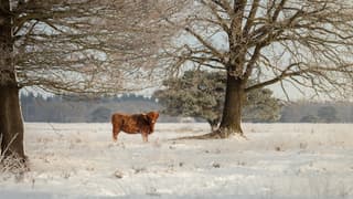 Schotse hooglander in de sneeuw