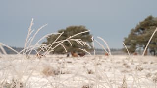 Rijp op de Doldersumse heide