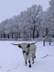 Texas Longhorn in de sneeuw 