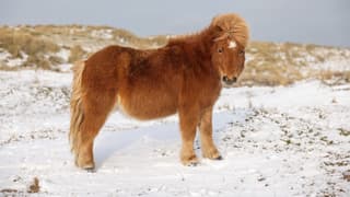 Paardje in de sneeuw bedekte duinen