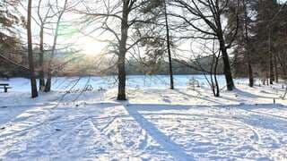 Besneeuwd bos in Drenthe