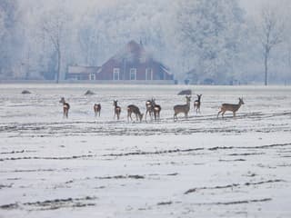 Mooie sprong reeën in winterwonderland Gieten 