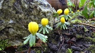 Bloei eerste gele akonieten