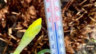 Ruim plus 8 graden met narcis