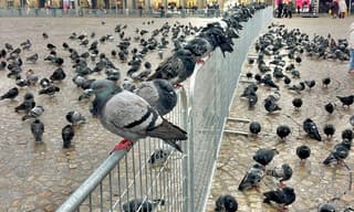 Ze kijken niet blij al deze duiven op de Dam