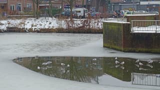 Meeuwen nog op het ijs.