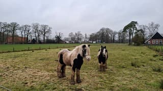 Paarden in de wei in een grijs Beuningen