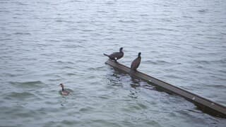 LEKKER WEER IJSVRIJ WATER VOOR DE WATERVOGELS