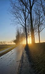 De zon schijnt door de bomen 
