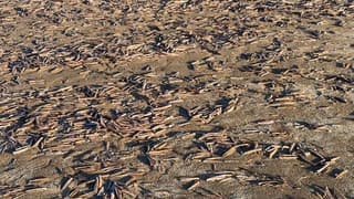 Duizenden schelpen door oosten wind