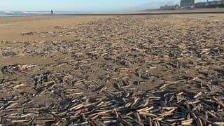 Duizenden schelpen door oosten wind