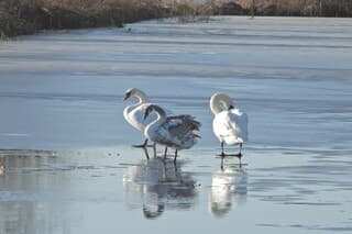 12.45 uur. Vandaag. Toch nog Zwanen op het ijs.