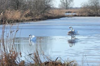 Zwemmen en nog even op het ijs in de zon.