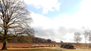 Heide, Schapen en Hunebedden