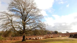 Heide, Schapen en Hunebedden-2
