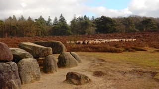Heide, Schapen en Hunebedden