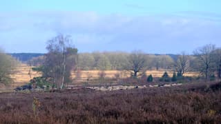 Heide, hunebed en Schapen