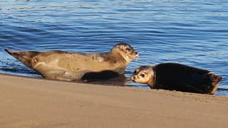 Zeehonden op een zonnig strand